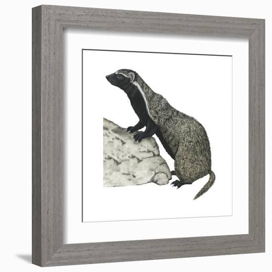 Grison (Galictis), Mammals-Encyclopaedia Britannica-Framed Art Print