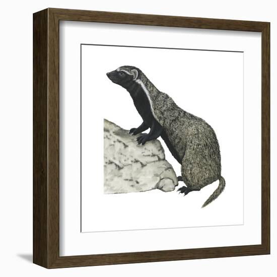 Grison (Galictis), Mammals-Encyclopaedia Britannica-Framed Art Print