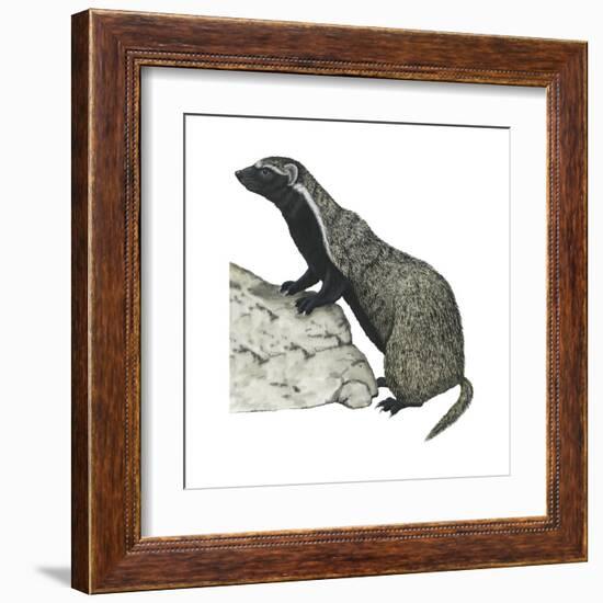 Grison (Galictis), Mammals-Encyclopaedia Britannica-Framed Art Print