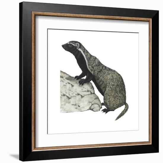 Grison (Galictis), Mammals-Encyclopaedia Britannica-Framed Art Print