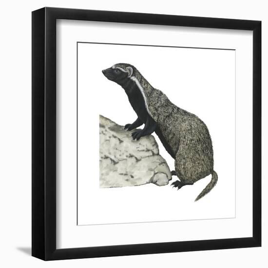 Grison (Galictis), Mammals-Encyclopaedia Britannica-Framed Art Print