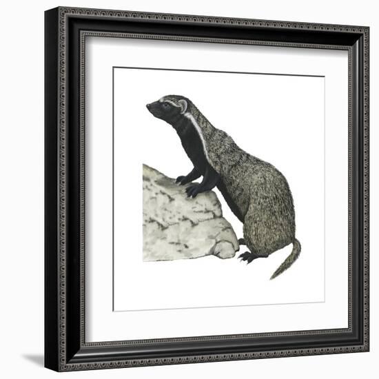 Grison (Galictis), Mammals-Encyclopaedia Britannica-Framed Art Print