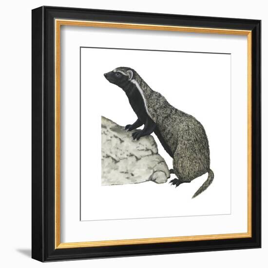 Grison (Galictis), Mammals-Encyclopaedia Britannica-Framed Art Print