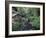 Grist Mill on Lewis River, Washington, USA-William Sutton-Framed Photographic Print