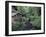 Grist Mill on Lewis River, Washington, USA-William Sutton-Framed Photographic Print