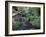 Grist Mill on Lewis River, Washington, USA-William Sutton-Framed Photographic Print