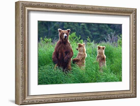 Grizly Bears at Katmai Alaska-null-Framed Art Print