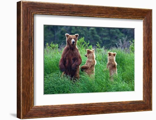 Grizly Bears at Katmai Alaska-null-Framed Art Print