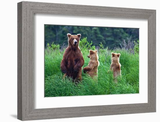 Grizly Bears at Katmai Alaska-null-Framed Art Print