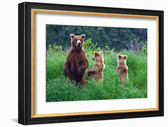 Grizly Bears at Katmai Alaska-null-Framed Art Print