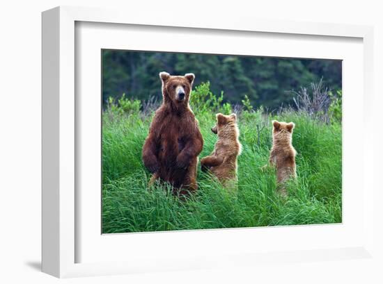 Grizly Bears at Katmai Alaska-null-Framed Art Print