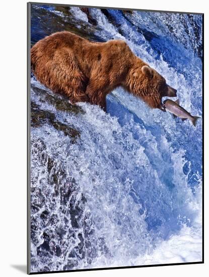 Grizly Bears at Katmai National Park, Alaska, USA-Gleb Tarro-Mounted Photographic Print