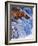 Grizly Bears at Katmai National Park, Alaska, USA-Gleb Tarro-Framed Photographic Print