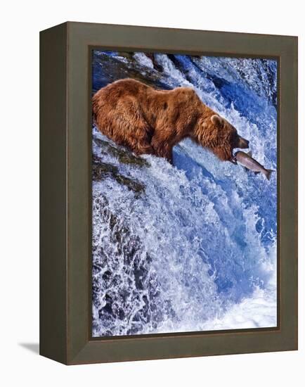 Grizly Bears at Katmai National Park, Alaska, USA-Gleb Tarro-Framed Premier Image Canvas