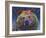 Grizz-Dean Russo-Framed Giclee Print