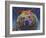 Grizz-Dean Russo-Framed Giclee Print