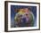 Grizz-Dean Russo-Framed Giclee Print