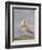 Grizzle Carrier Pigeon-D. the Younger Wolstenholme-Framed Giclee Print