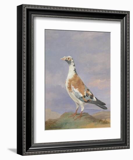 Grizzle Carrier Pigeon-D. the Younger Wolstenholme-Framed Giclee Print