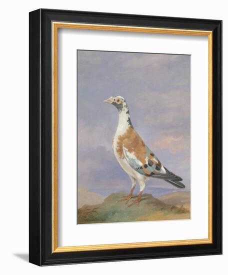 Grizzle Carrier Pigeon-D. the Younger Wolstenholme-Framed Giclee Print