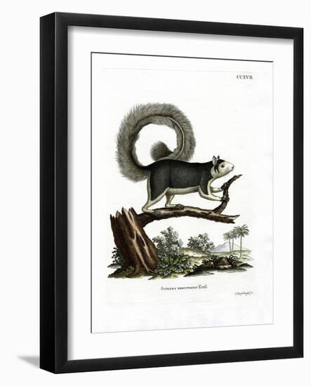 Grizzled Giant Squirrel-null-Framed Giclee Print