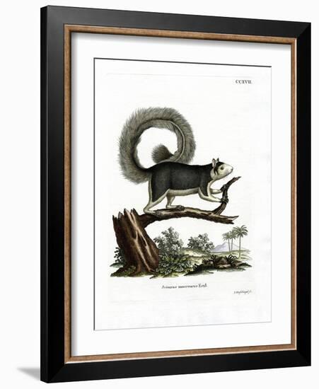 Grizzled Giant Squirrel-null-Framed Giclee Print