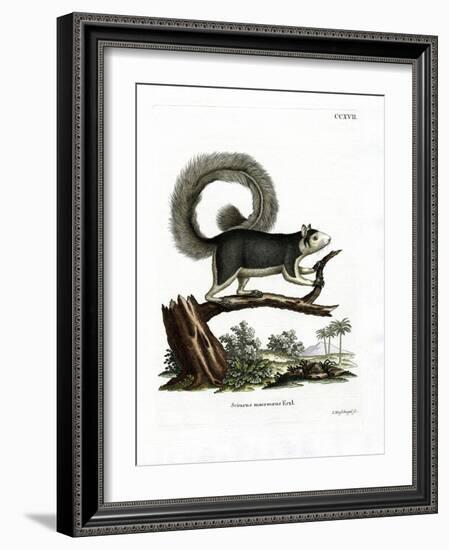 Grizzled Giant Squirrel-null-Framed Giclee Print