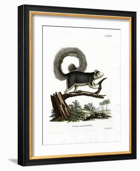 Grizzled Giant Squirrel-null-Framed Giclee Print