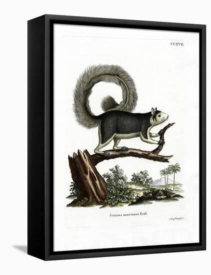 Grizzled Giant Squirrel-null-Framed Premier Image Canvas