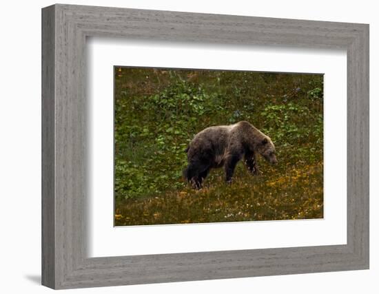 Grizzley Bear grazing on berries on tundra of interior of Denali National Park, Alaska-null-Framed Photographic Print