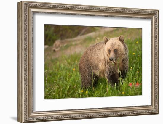 Grizzly At Lake Louise-null-Framed Art Print