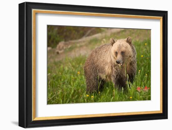 Grizzly At Lake Louise-null-Framed Art Print