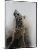 Grizzly bear 3, 2009-Odile Kidd-Mounted Giclee Print