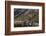 Grizzly bear along Going-to-the-Sun Road in Glacier National Park, Montana, USA-Chuck Haney-Framed Photographic Print