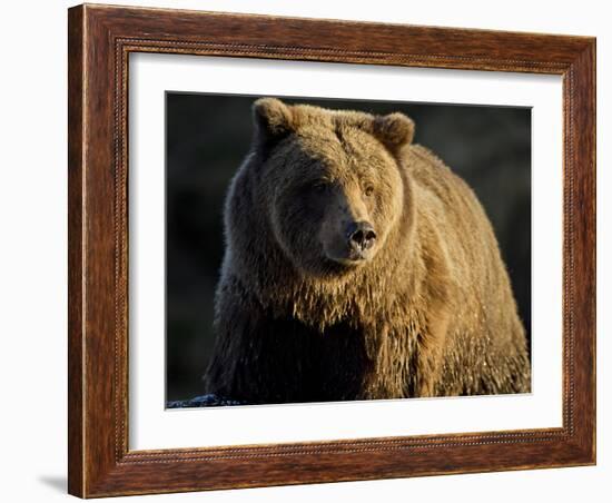 Grizzly Bear Along Spawning Salmon Stream, Kinak Bay, Katmai National Park, Alaska, Usa-Paul Souders-Framed Photographic Print