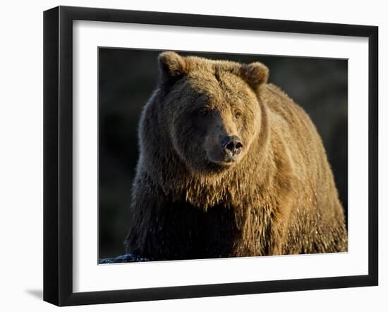 Grizzly Bear Along Spawning Salmon Stream, Kinak Bay, Katmai National Park, Alaska, Usa-Paul Souders-Framed Photographic Print