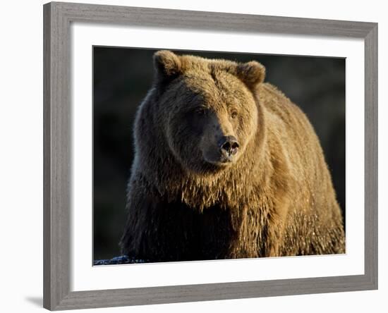 Grizzly Bear Along Spawning Salmon Stream, Kinak Bay, Katmai National Park, Alaska, Usa-Paul Souders-Framed Photographic Print