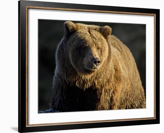 Grizzly Bear Along Spawning Salmon Stream, Kinak Bay, Katmai National Park, Alaska, Usa-Paul Souders-Framed Photographic Print