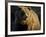 Grizzly Bear Along Spawning Salmon Stream, Kinak Bay, Katmai National Park, Alaska, Usa-Paul Souders-Framed Photographic Print