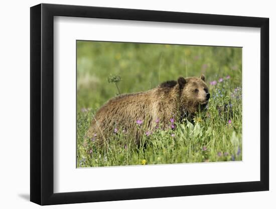 Grizzly Bear, Alpine Foraging-Ken Archer-Framed Photographic Print