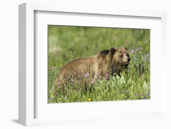 Grizzly Bear, Alpine Foraging-Ken Archer-Framed Photographic Print