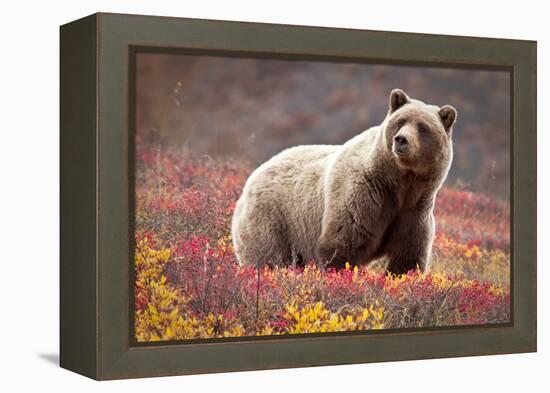 Grizzly Bear and Flowers-Lantern Press-Framed Stretched Canvas