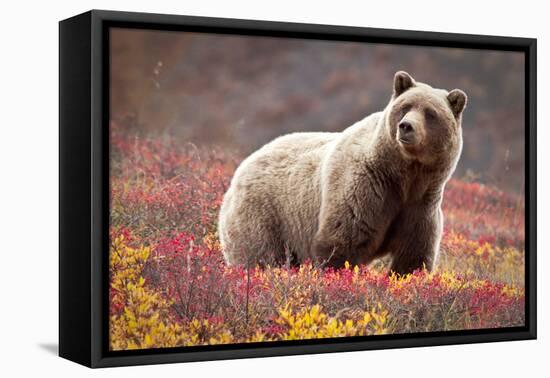 Grizzly Bear and Flowers-Lantern Press-Framed Stretched Canvas