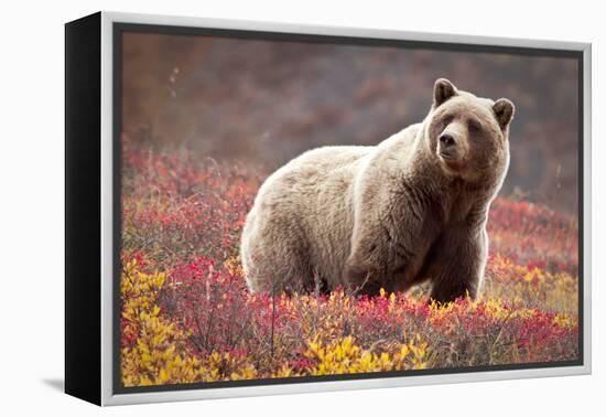 Grizzly Bear and Flowers-Lantern Press-Framed Stretched Canvas