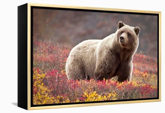 Grizzly Bear and Flowers-Lantern Press-Framed Stretched Canvas