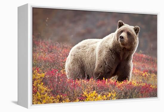 Grizzly Bear and Flowers-Lantern Press-Framed Stretched Canvas