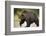 Grizzly Bear at Geographic Harbor in Katmai National Park-Paul Souders-Framed Photographic Print