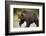 Grizzly Bear at Geographic Harbor in Katmai National Park-Paul Souders-Framed Photographic Print