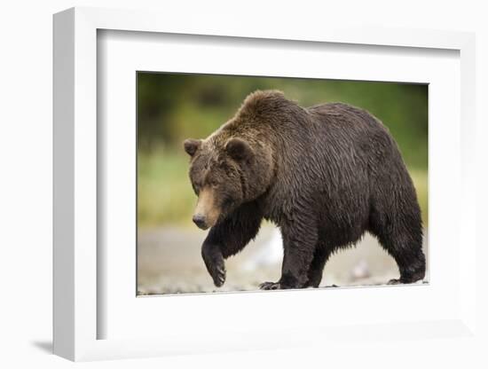 Grizzly Bear at Geographic Harbor in Katmai National Park-Paul Souders-Framed Photographic Print