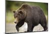 Grizzly Bear at Geographic Harbor in Katmai National Park-Paul Souders-Mounted Photographic Print